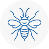 East Ayrshire Hornet Nest Removals