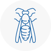 East Ayrshire Wasp Nest Removal